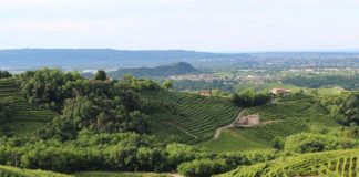 i vitigni del Veneto