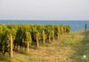I vitigni della Calabria