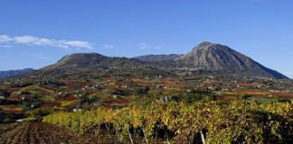 i vitigni della Campania