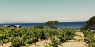 i vitigni della Sardegna
