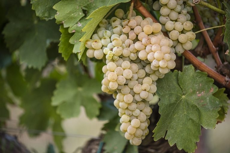 i vitigni Calabresi, Mantonico bianco