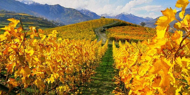 viti valle DìAosta