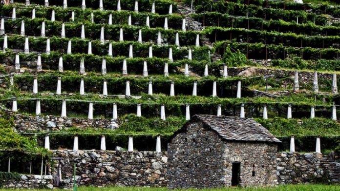 vitigni Valle d'Aosta