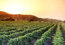 I vitigni della Sicilia