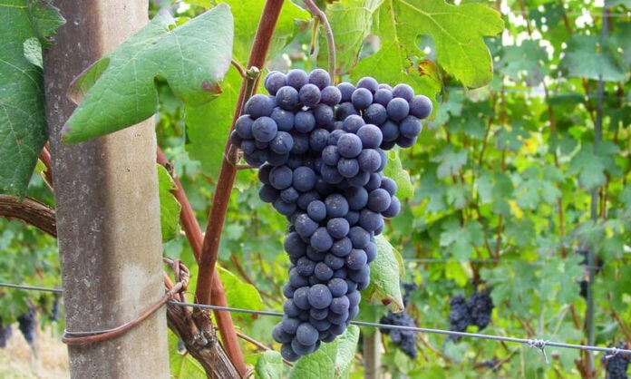 nebbiolo
